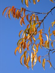 barvy podzimu